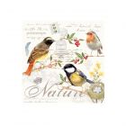 Eddingtons Songbird Napkins - Pack of 20